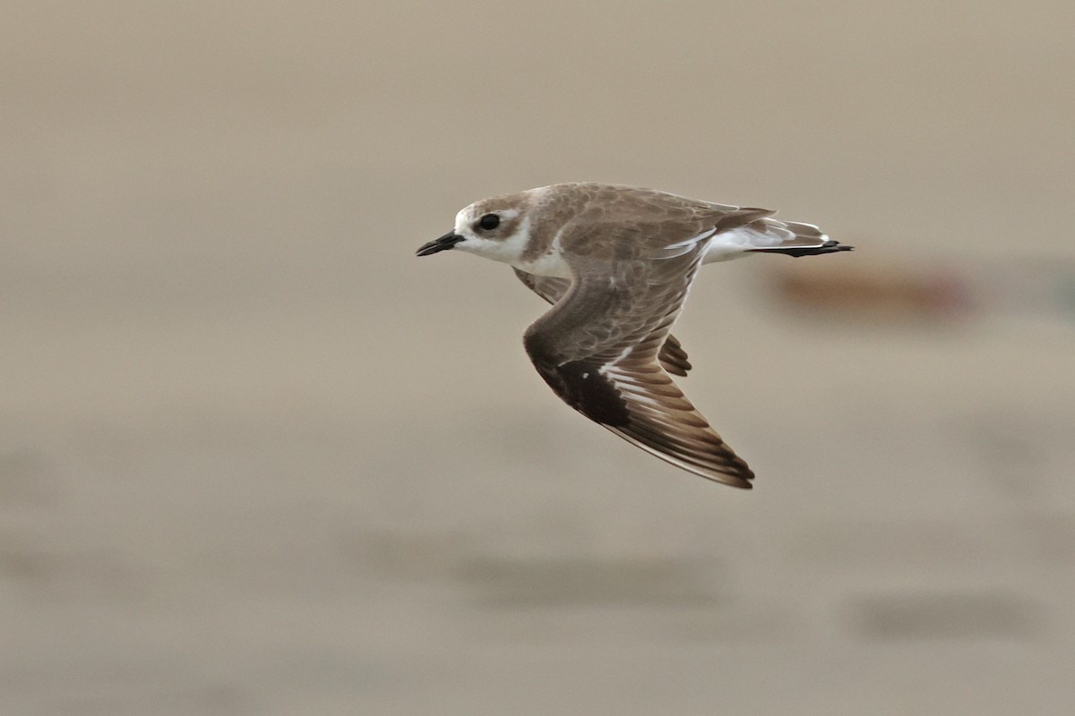 Tibet Cılıbıtı - ML650746943