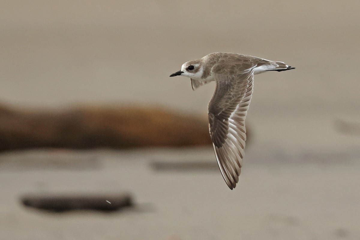 Tibet Cılıbıtı - ML650746945