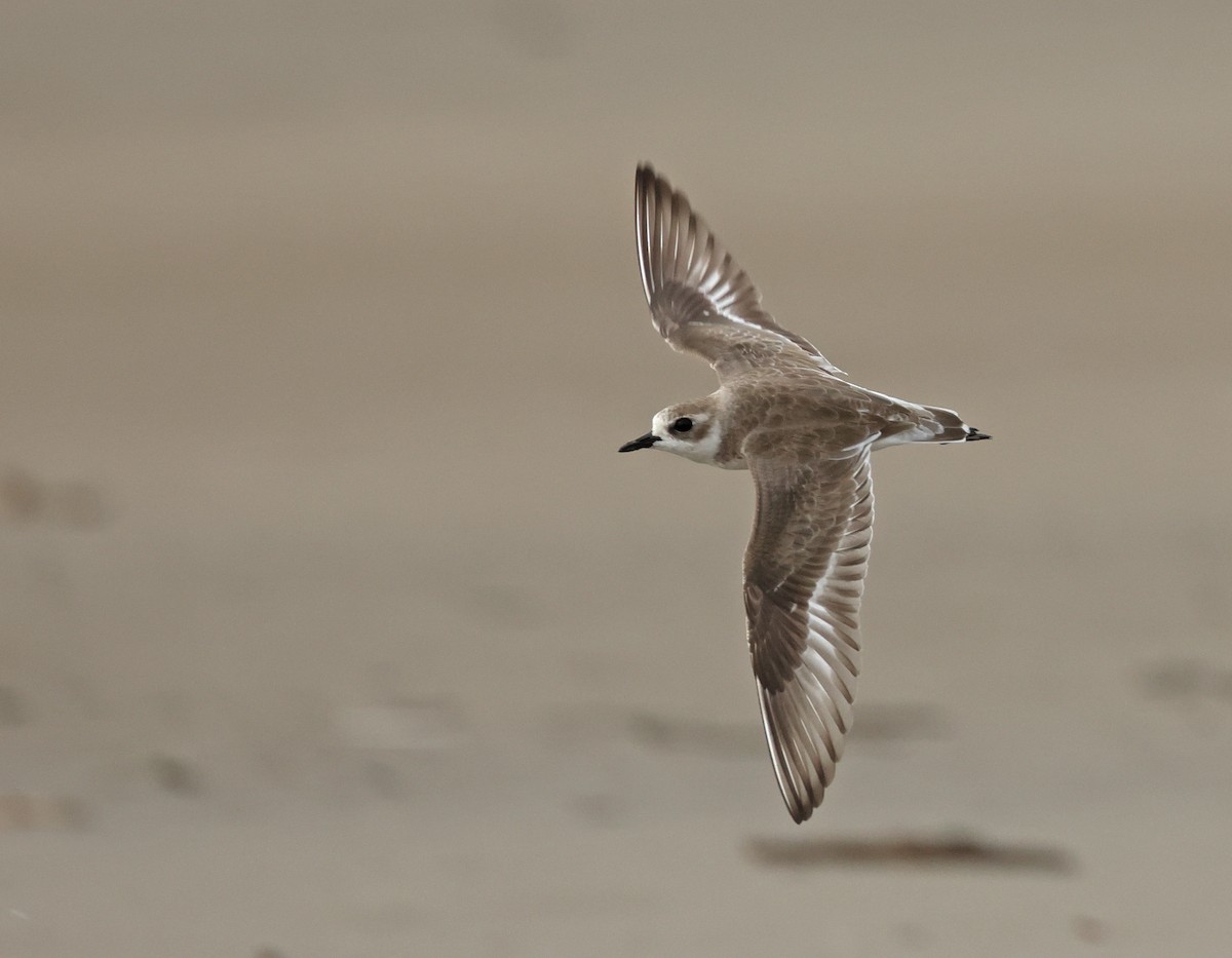 Tibet Cılıbıtı - ML650746946