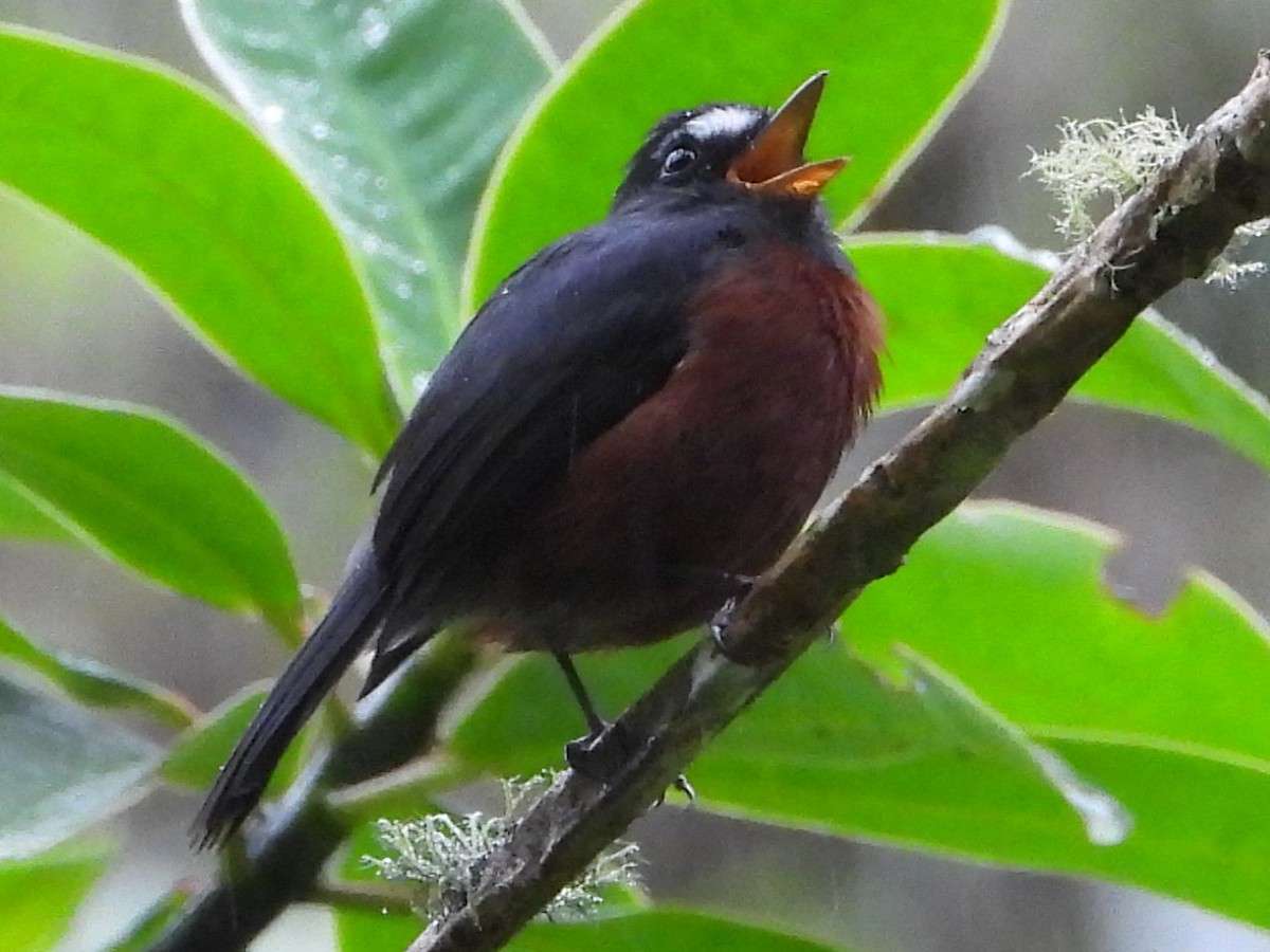 Chestnut-bellied Chat-Tyrant - ML650746952