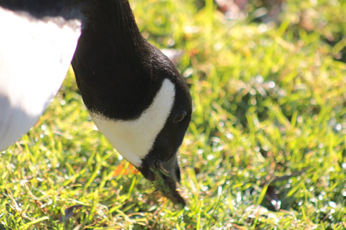 Canada Goose - ML650747095