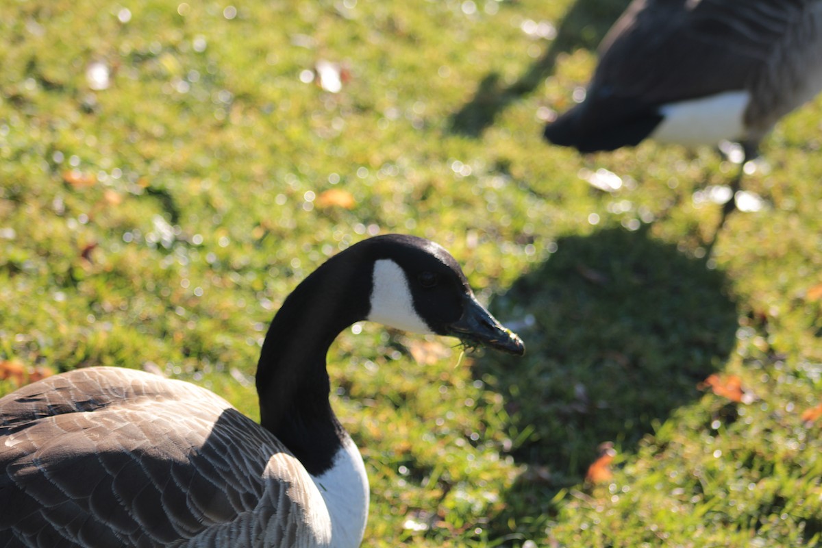 Canada Goose - ML650747096