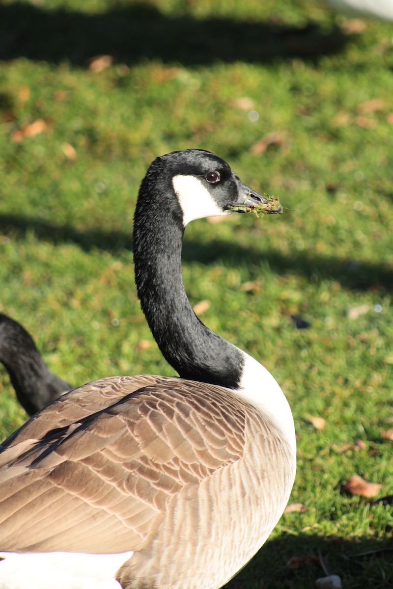 Canada Goose - ML650747097