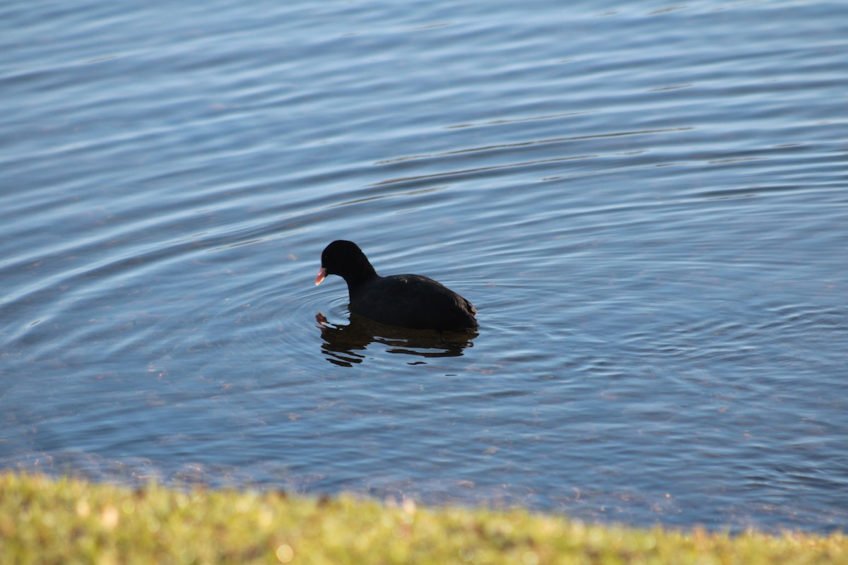 Eurasian Coot - ML650747109