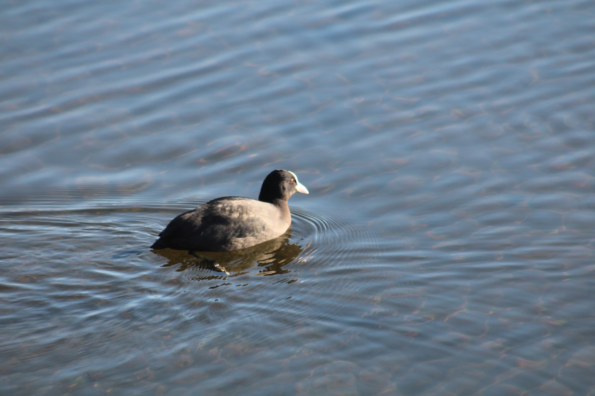 Eurasian Coot - ML650747110