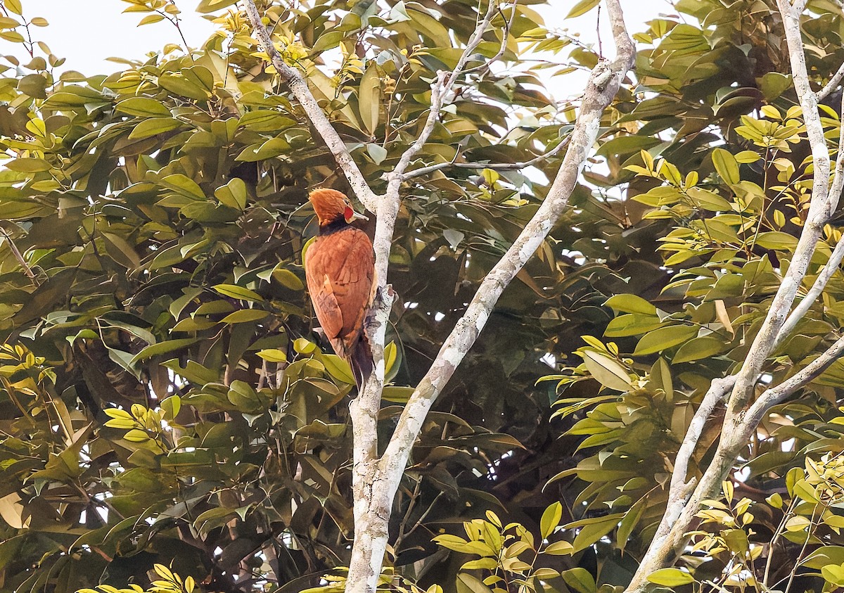 Ringed Woodpecker - ML650747119