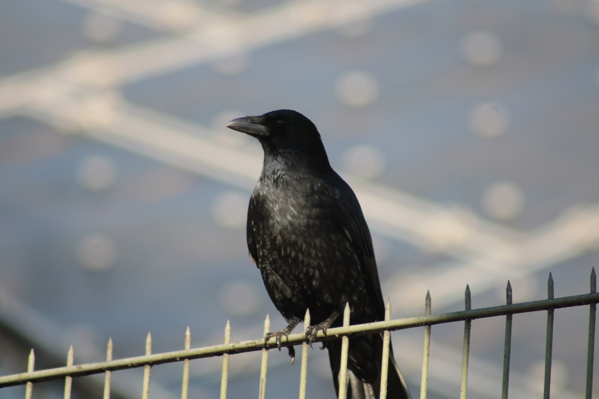 Carrion Crow - ML650747129