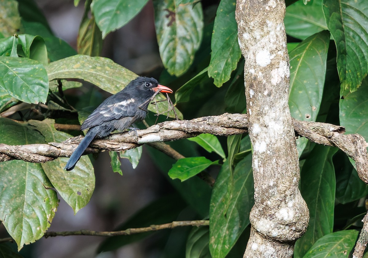 Black Nunbird - ML650747226