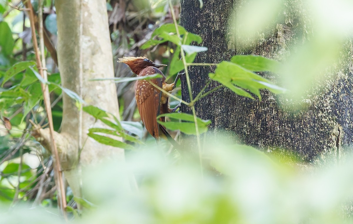 Chestnut Woodpecker - ML650747229