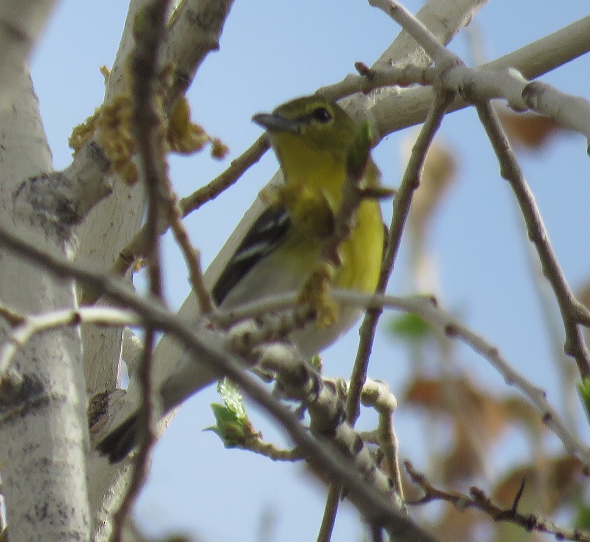 Yellow-throated Vireo - ML650747327