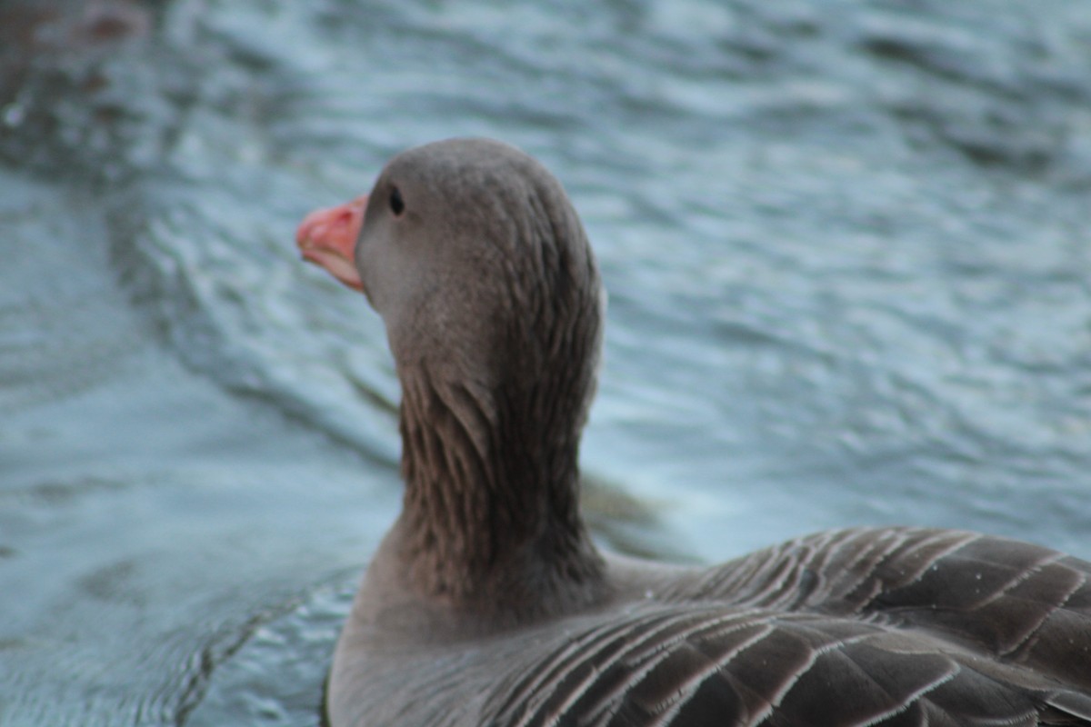 Graylag Goose (Domestic type) - ML650747331