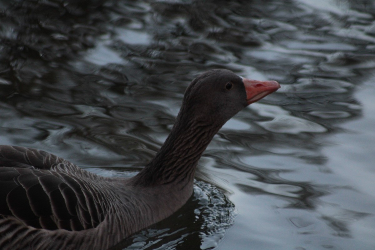 Graylag Goose (Domestic type) - ML650747332