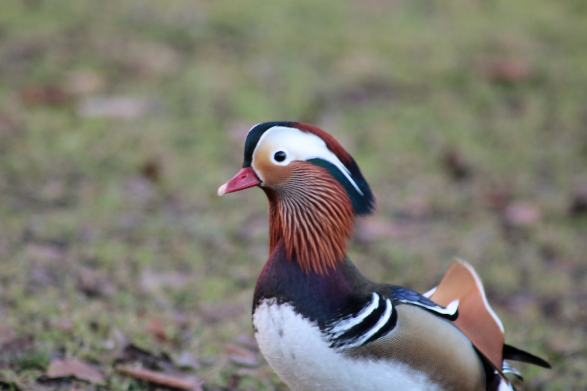 Mandarin Duck - ML650747341