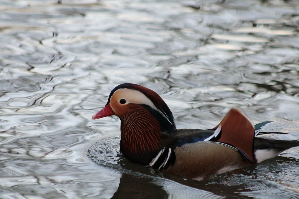 Mandarin Duck - ML650747342