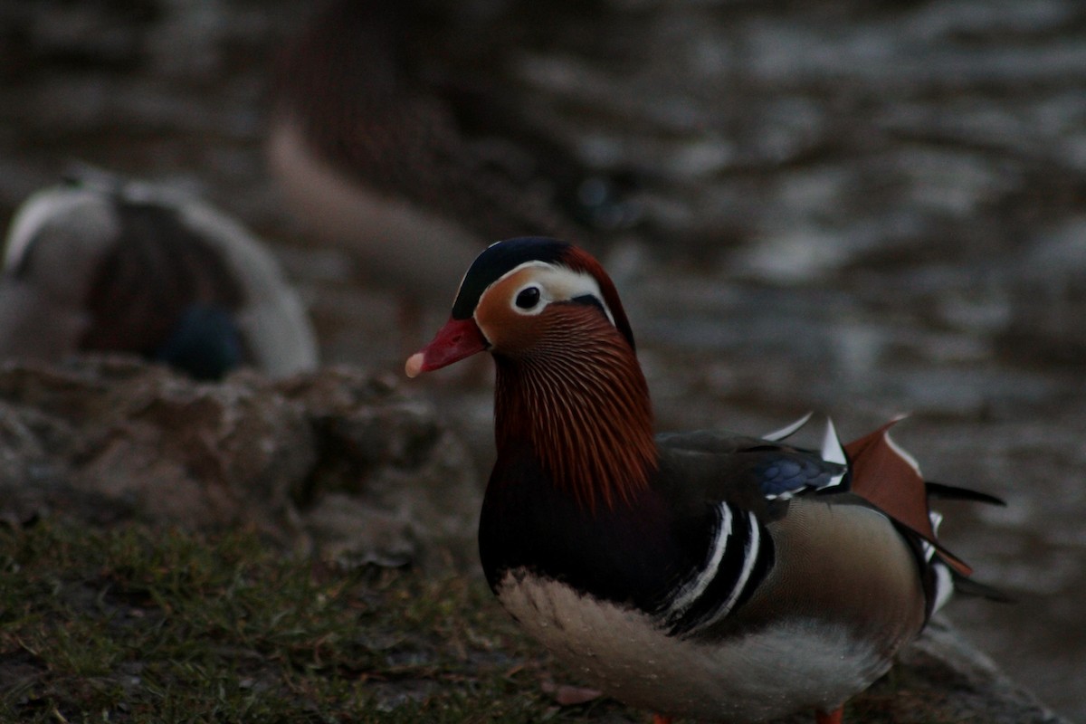 Mandarin Duck - ML650747343
