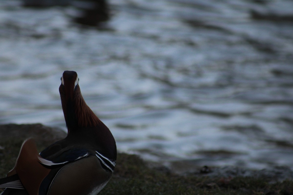 Mandarin Duck - ML650747344
