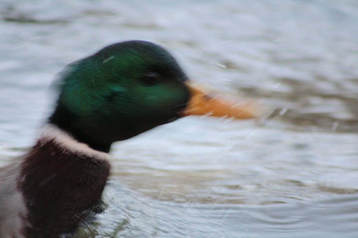 Mallard - ML650747356