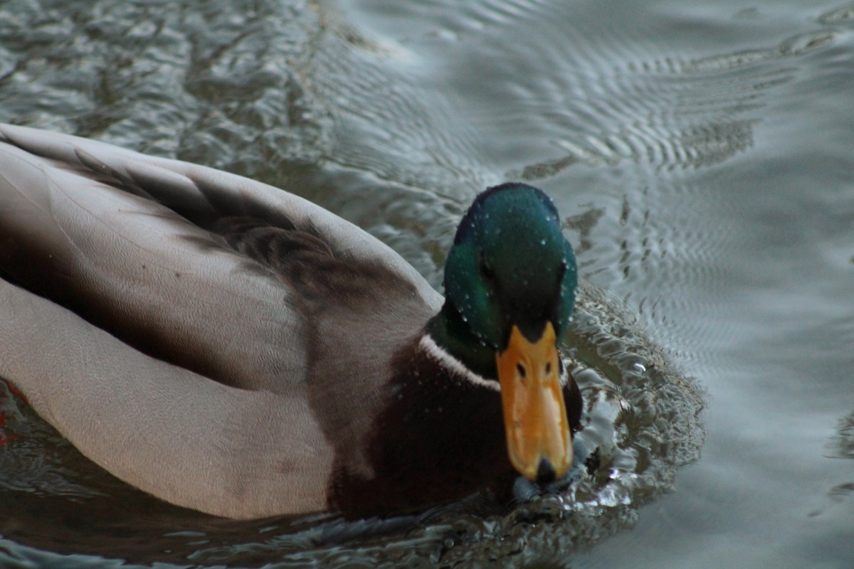 Mallard - ML650747358