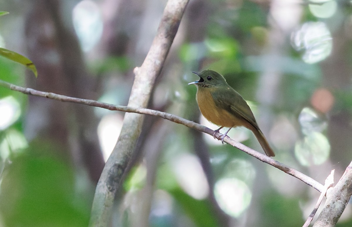 McConnell's Flycatcher - ML650747367