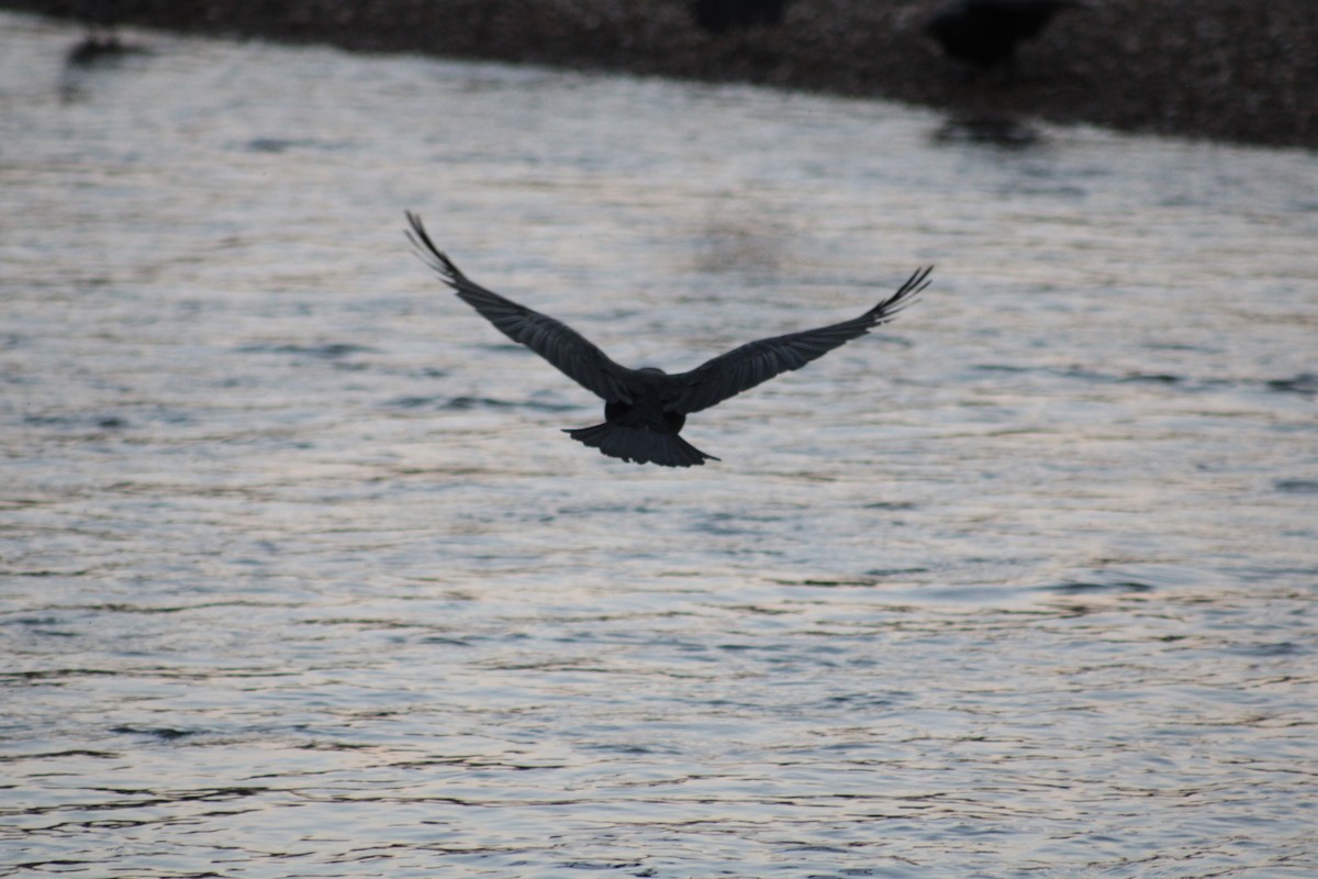 Carrion Crow - ML650747368