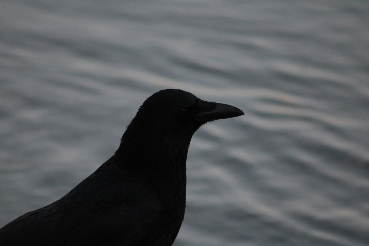 Carrion Crow - ML650747369
