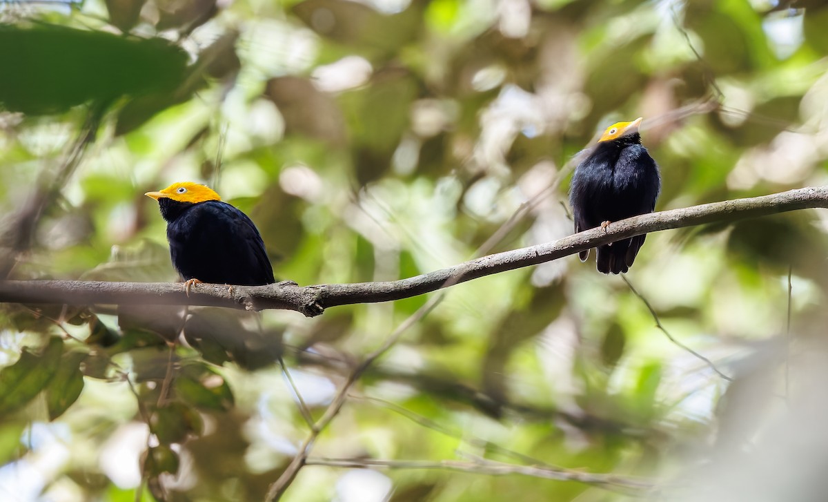Golden-headed Manakin - ML650747475