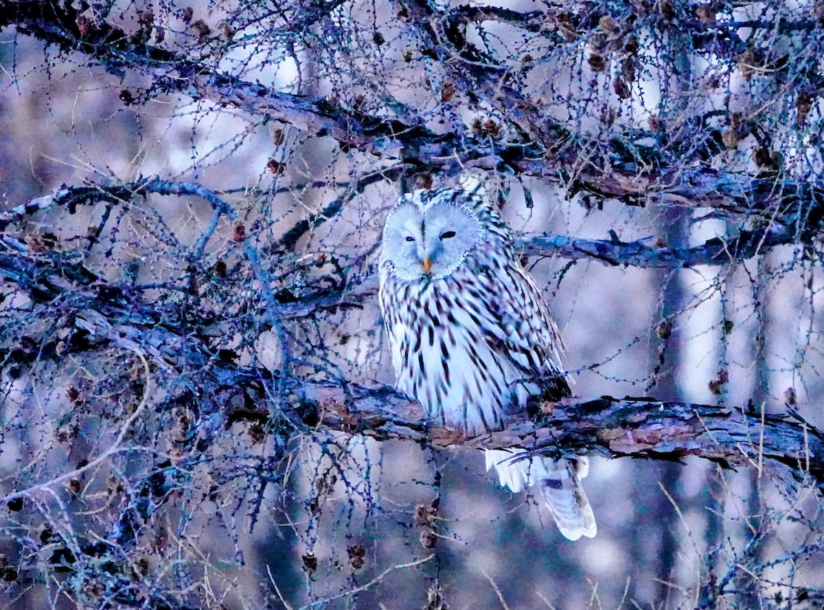Ural Owl (Ural) - ML650748368