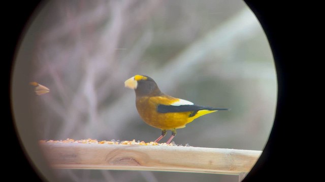 キビタイシメ - ML650748467