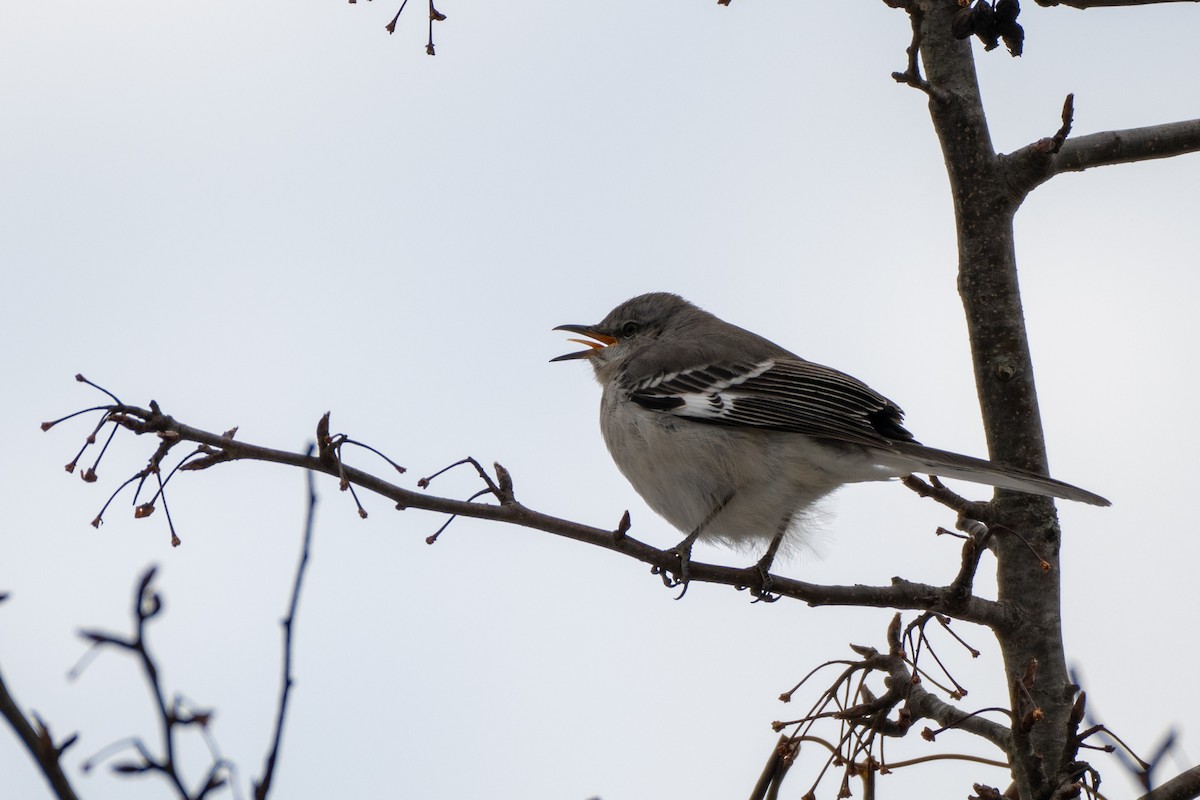 Sinsonte Norteño - ML650748564