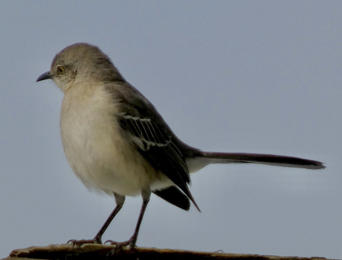 Sinsonte Norteño - ML650749059