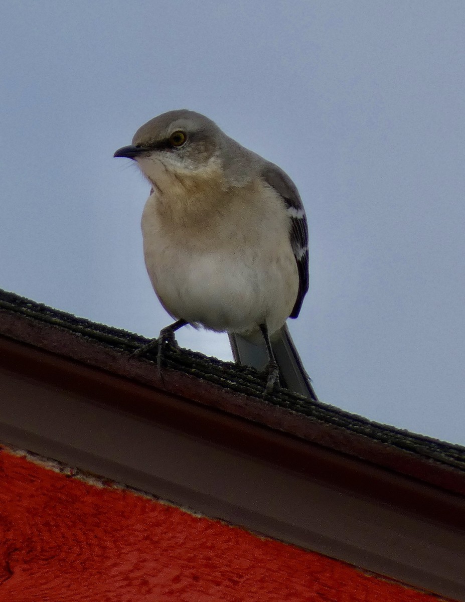 Sinsonte Norteño - ML650749060