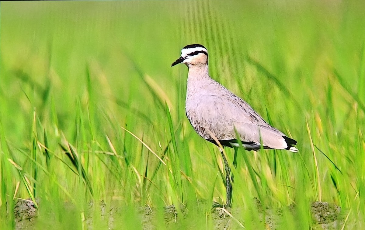 Sociable Lapwing - ML650749642