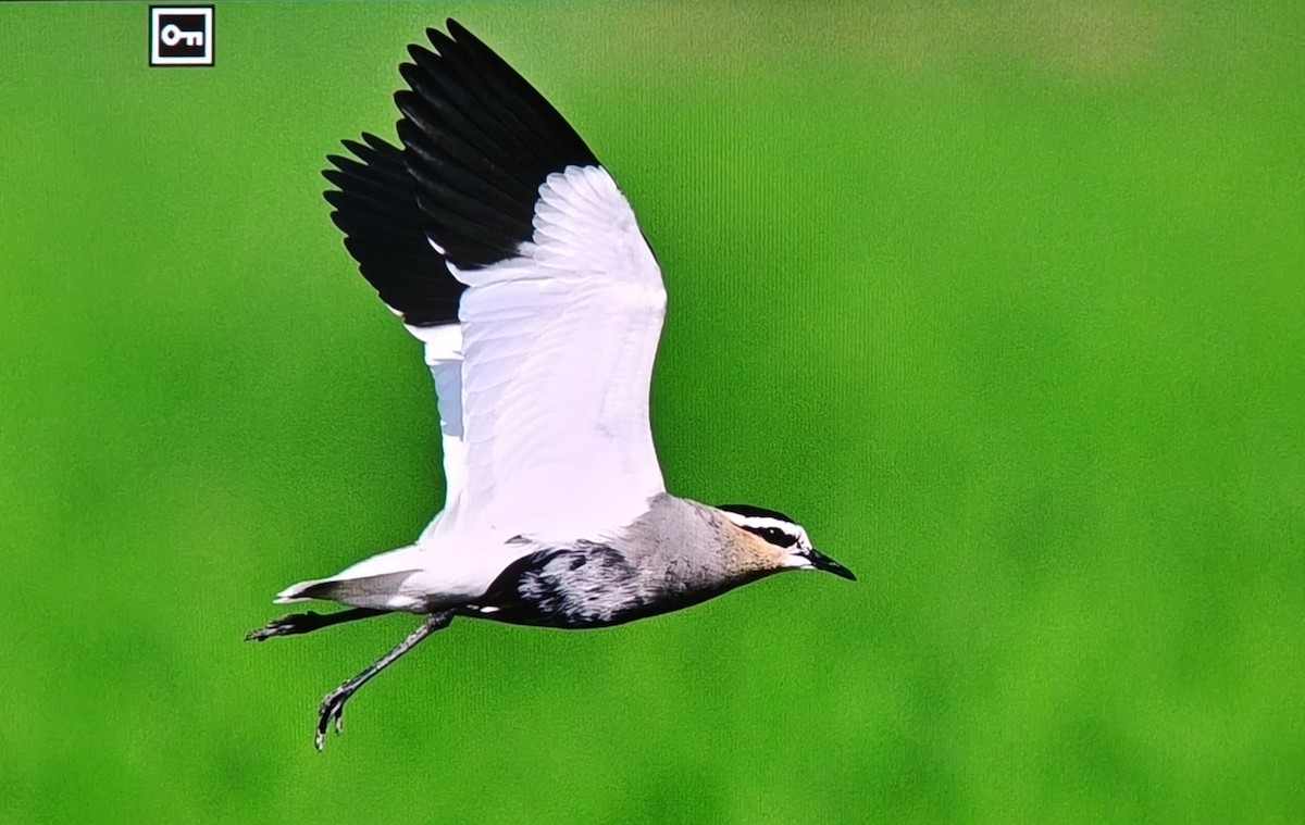 Sociable Lapwing - ML650749643