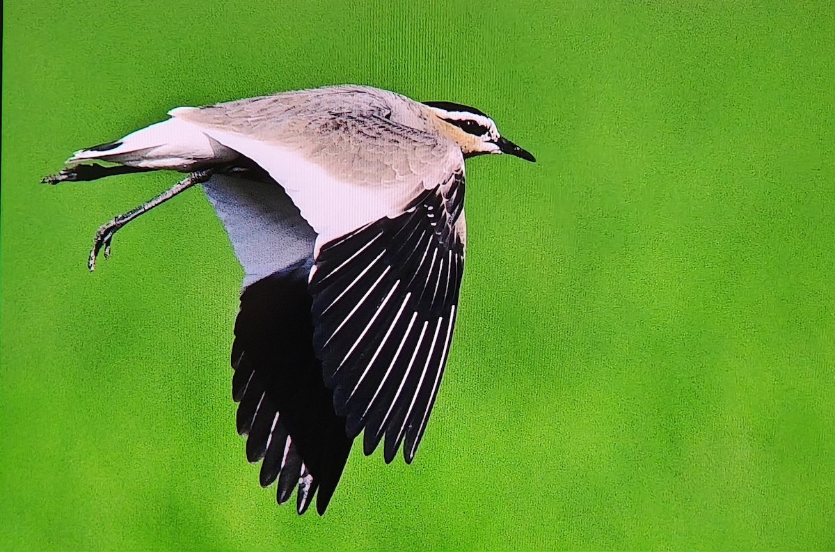 Sociable Lapwing - ML650749644