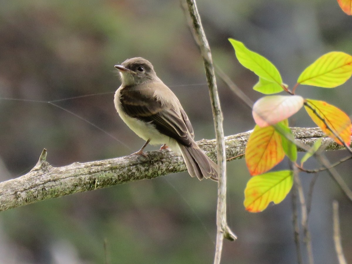 Eastern Phoebe - ML65074971