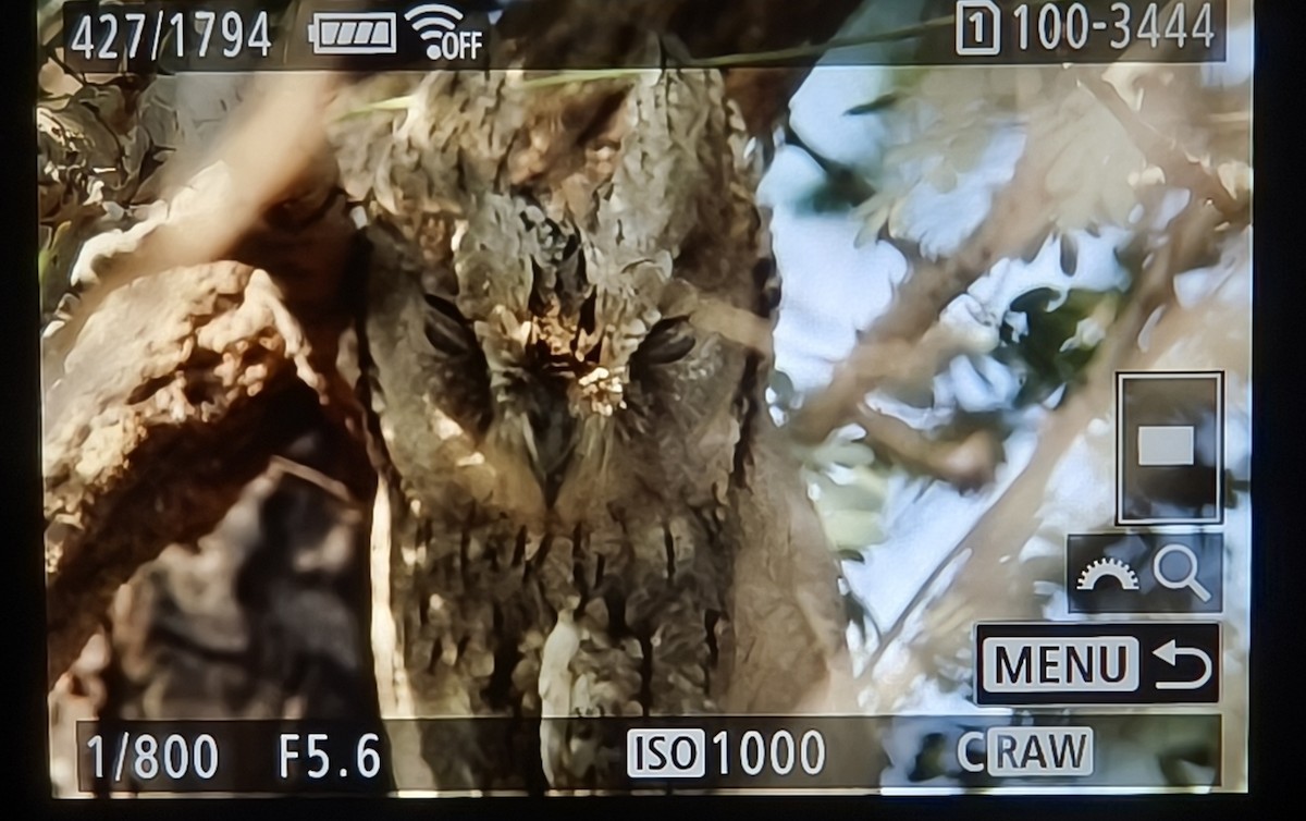 Pallid Scops-Owl - ML650749732