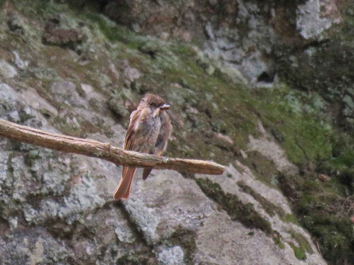 Eastern Phoebe - ML65074981