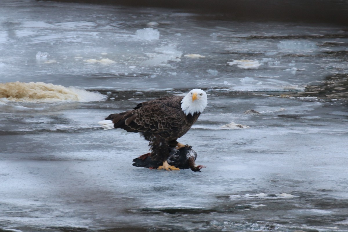 ハクトウワシ - ML650749930