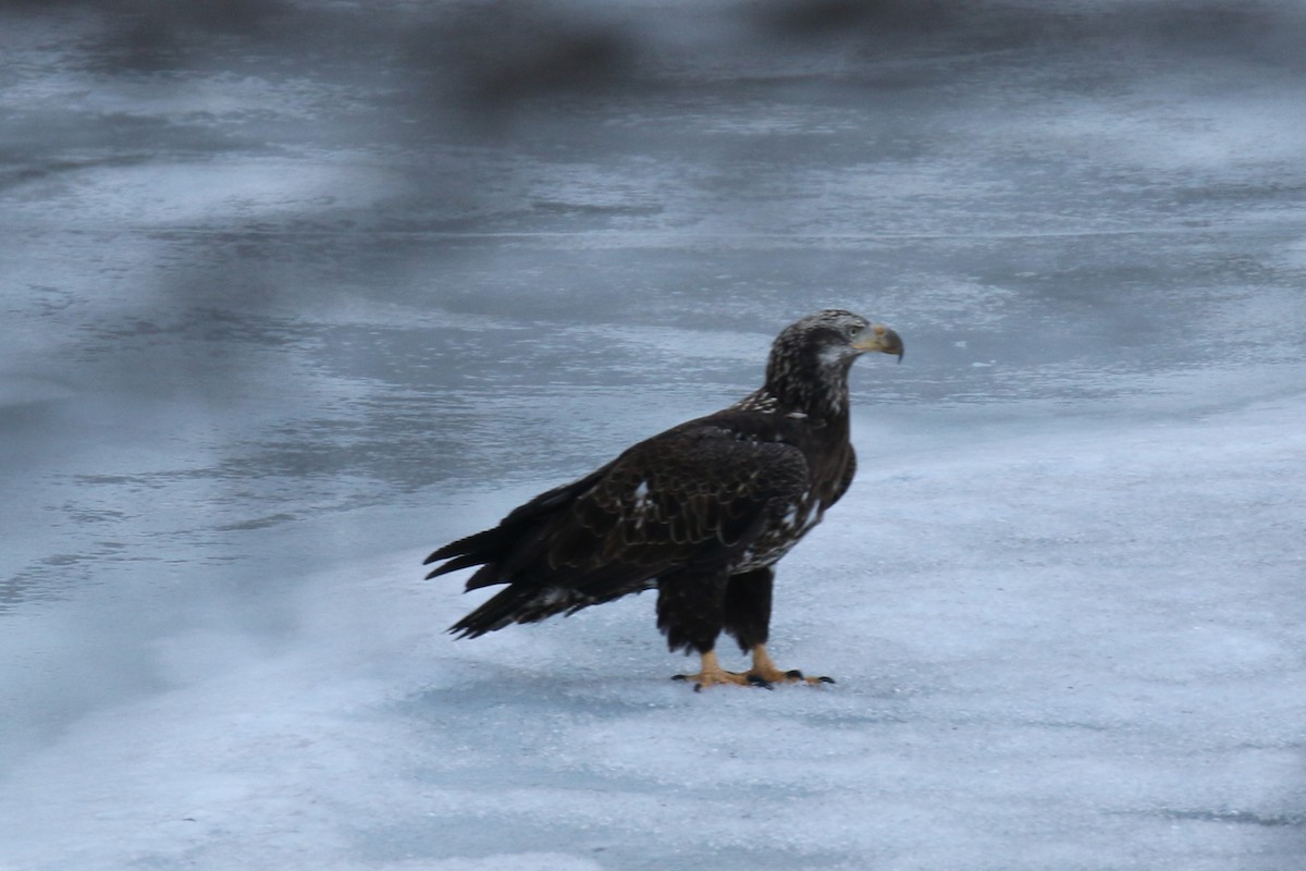 ハクトウワシ - ML650749934