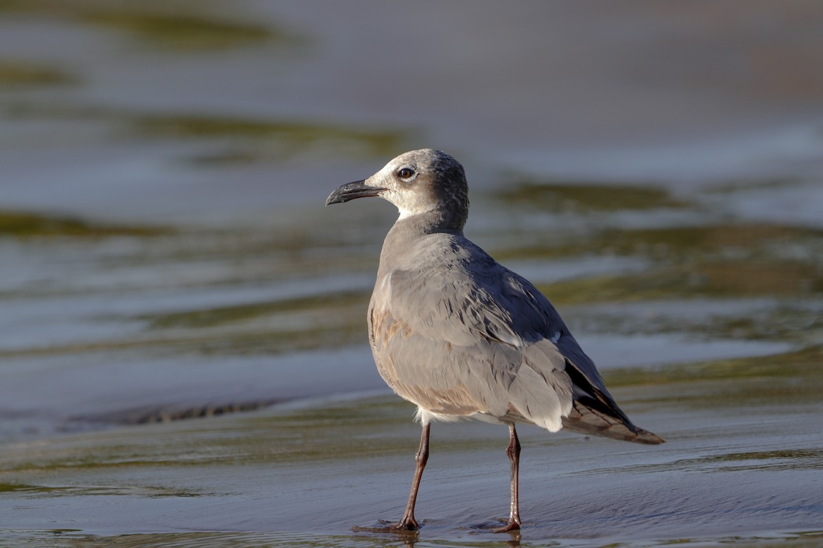 Laughing Gull - ML650749957