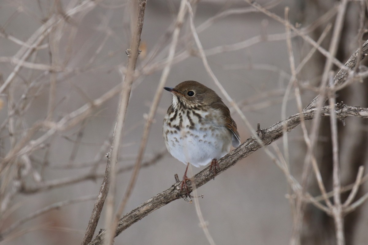 チャイロコツグミ - ML650749978