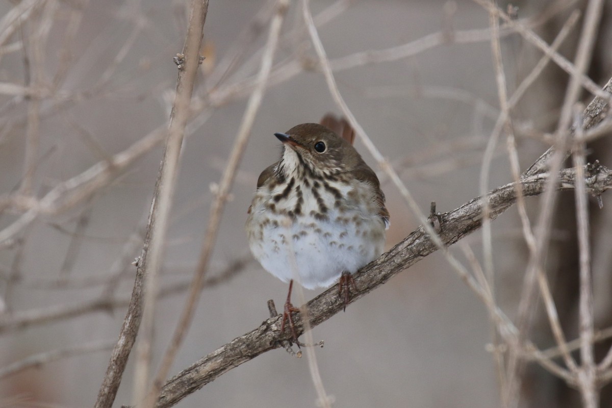 チャイロコツグミ - ML650749982