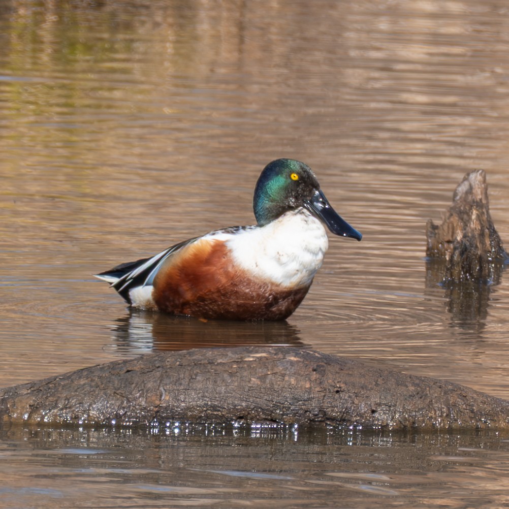 Широконіска північна - ML650750027