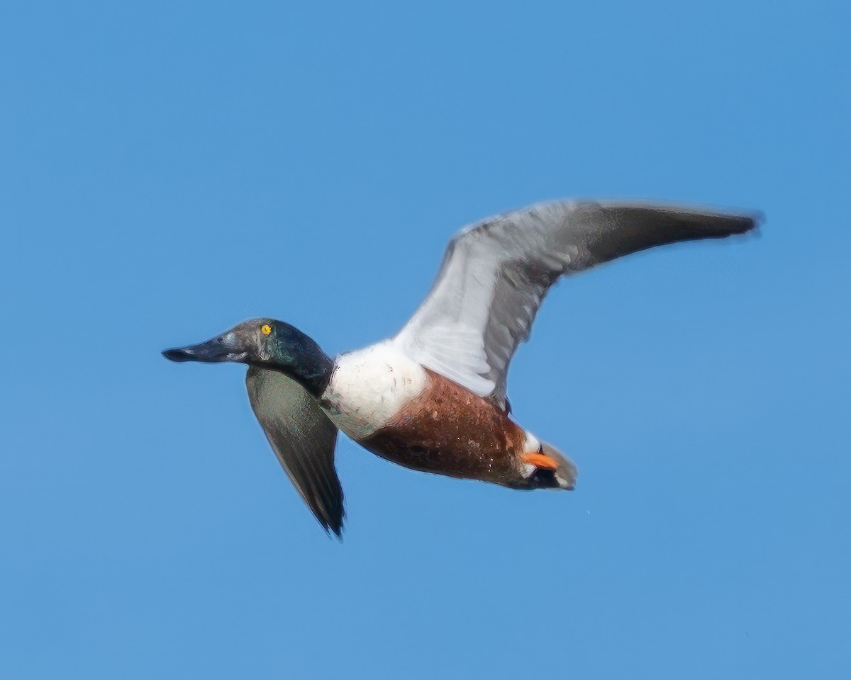 Широконіска північна - ML650750033