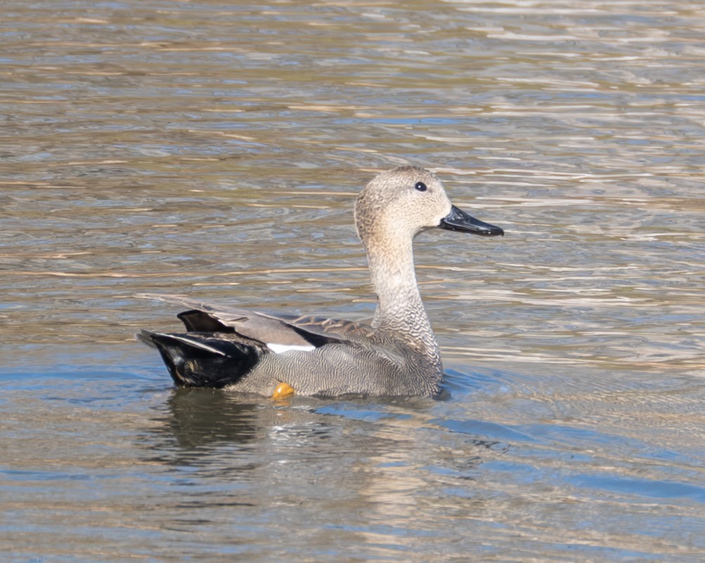 Нерозень - ML650750034