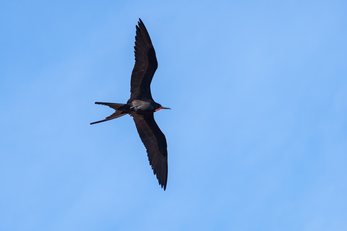 Great Frigatebird - ML650750109