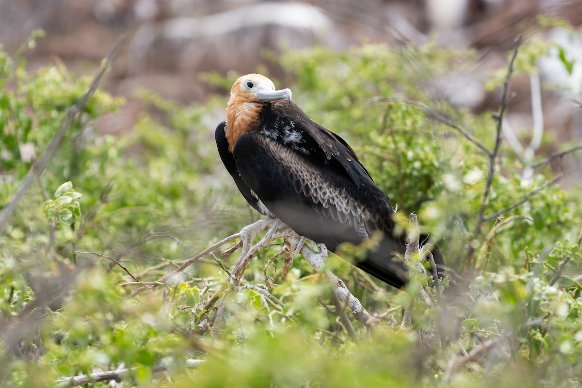 Great Frigatebird - ML650750110