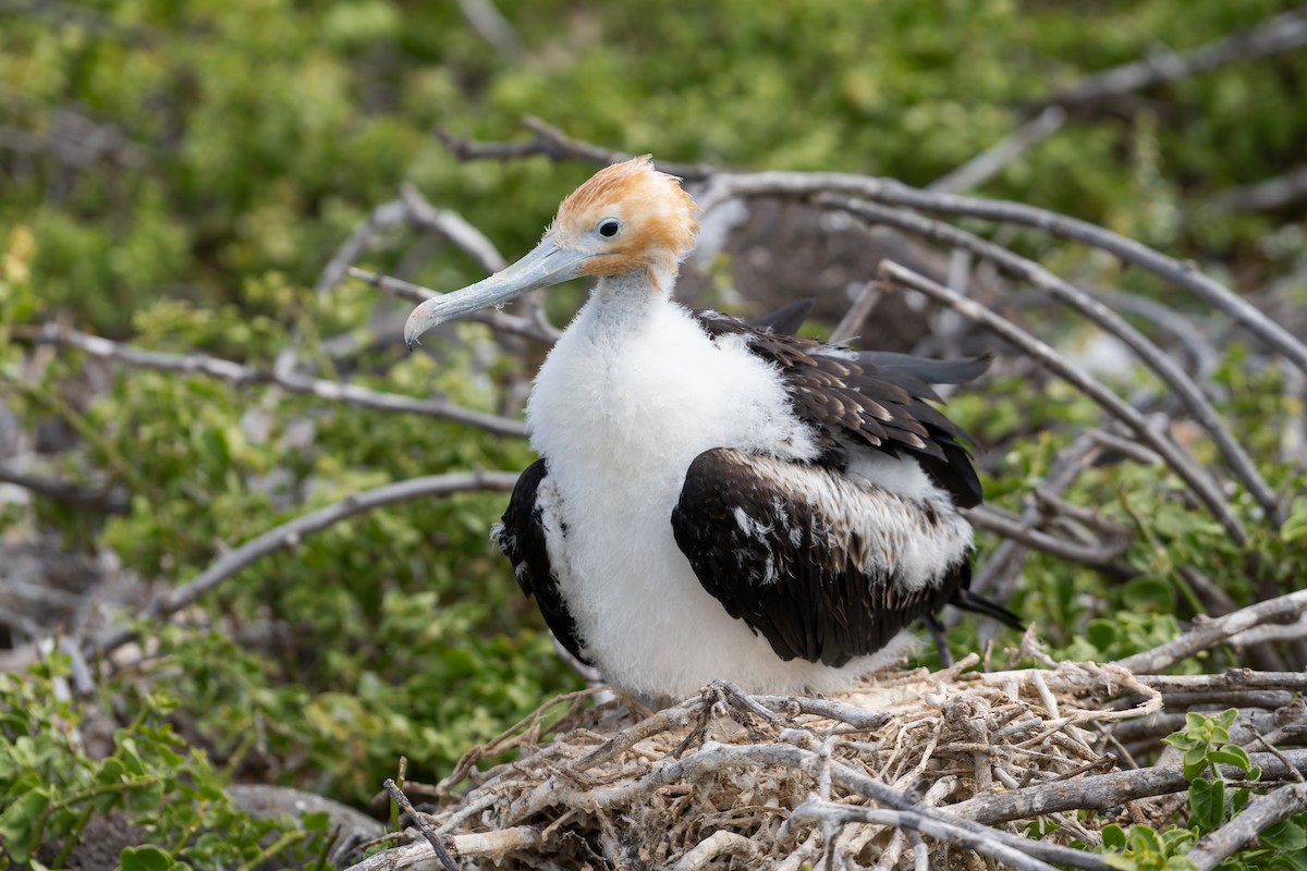 Great Frigatebird - ML650750111