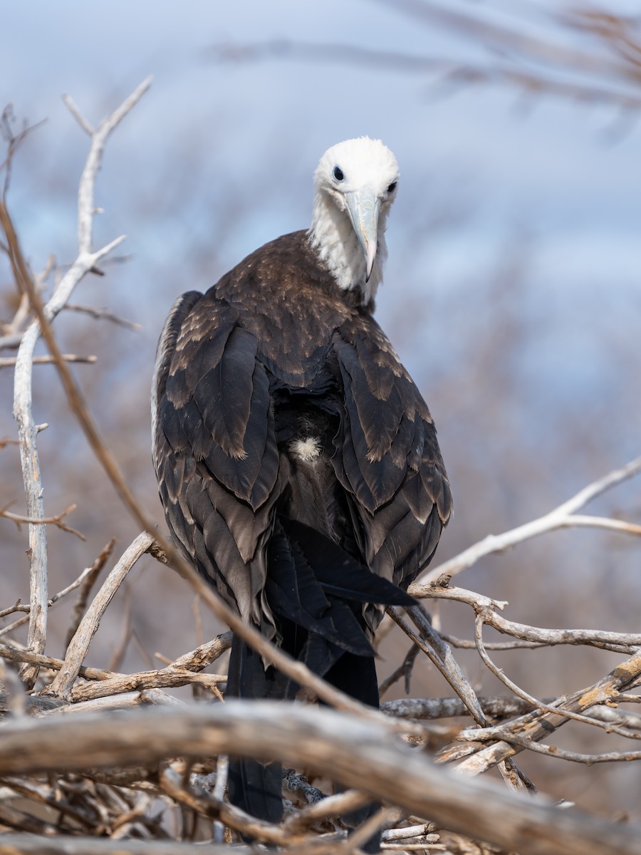 Great Frigatebird - ML650750112