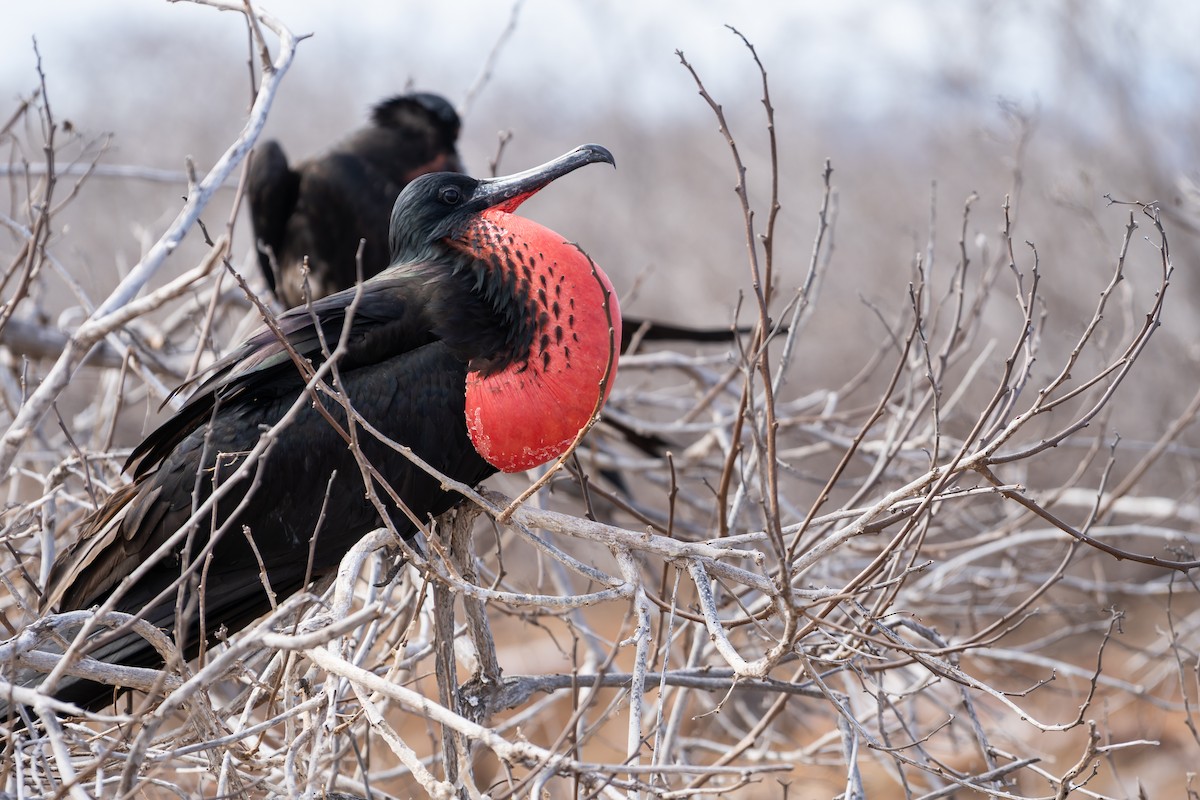 Great Frigatebird - ML650750113